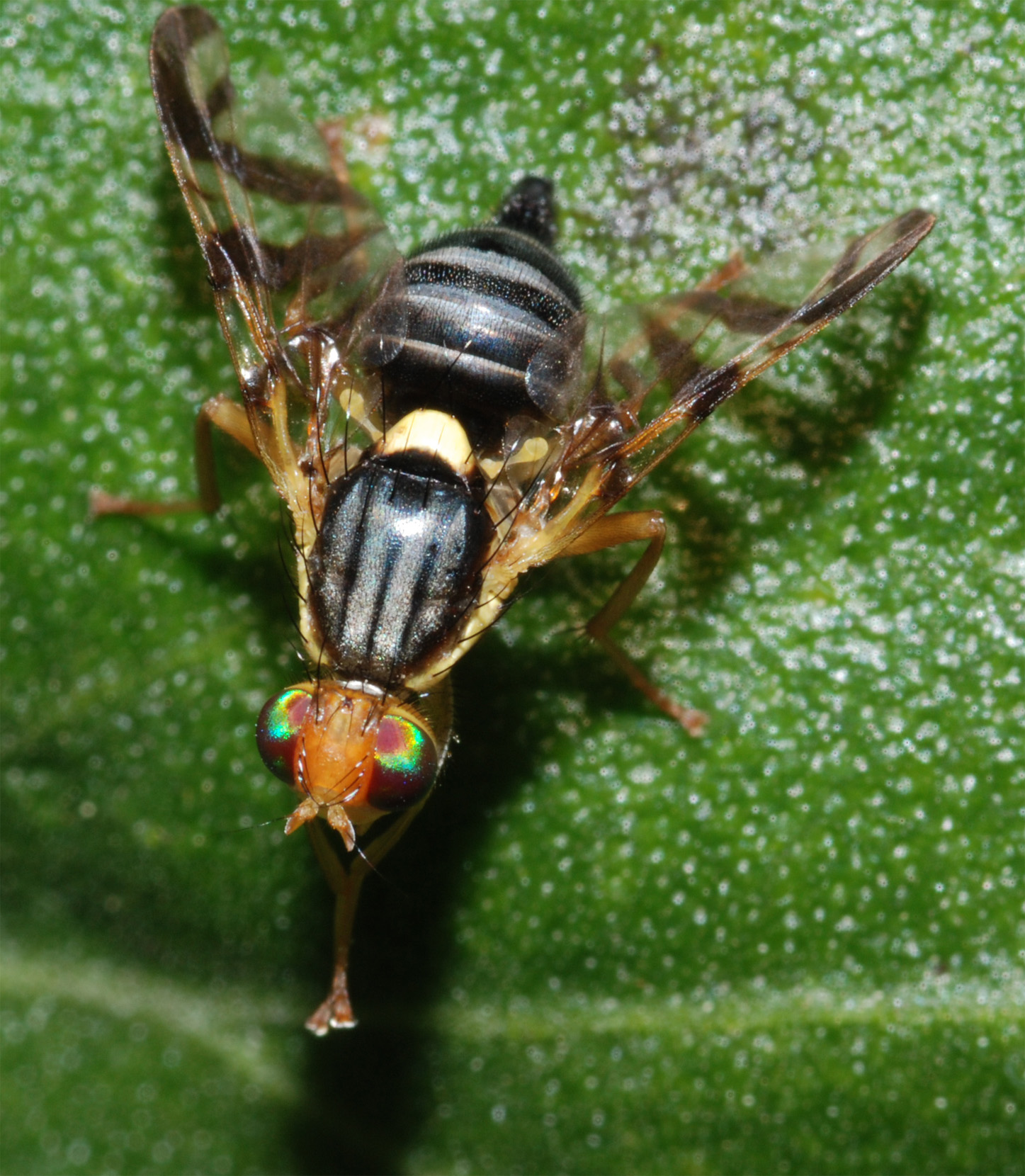 Tephritidae (Diptera)